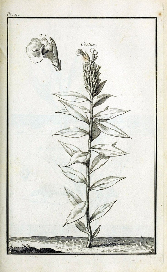 Description, vertus et usages de sept cents dix-neuf plantes :.Paris :P.F. Didot le jeun | France "Materia medica" "Medicinal plants" "Pictorial works" | Vintage Print Reproduction 468344