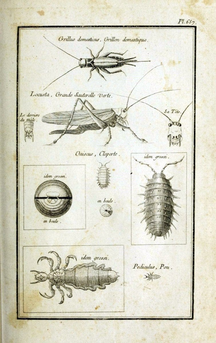 Description, vertus et usages de sept cents dix-neuf plantes :.Paris :P.F. Didot le jeun | France "Materia medica" "Medicinal plants" "Pictorial works" | Vintage Print Reproduction 468345