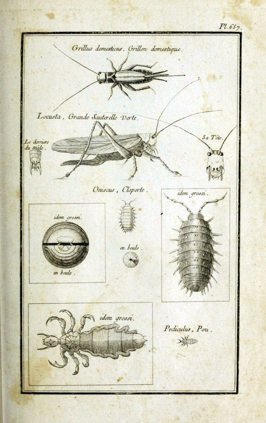 Description, vertus et usages de sept cents dix-neuf plantes :.Paris :P.F. Didot le jeun | France "Materia medica" "Medicinal plants" "Pictorial works" | Vintage Print Reproduction 468345