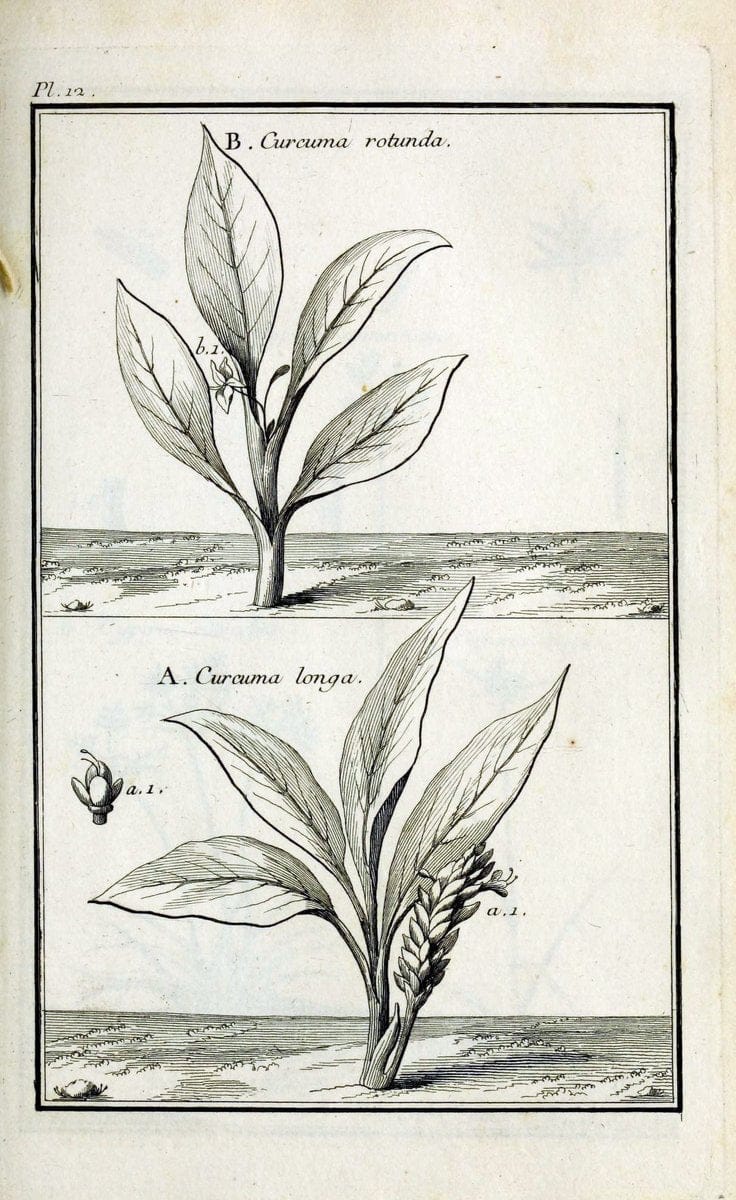 Description, vertus et usages de sept cents dix-neuf plantes :.Paris :P.F. Didot le jeun | France "Materia medica" "Medicinal plants" "Pictorial works" | Vintage Print Reproduction 468346