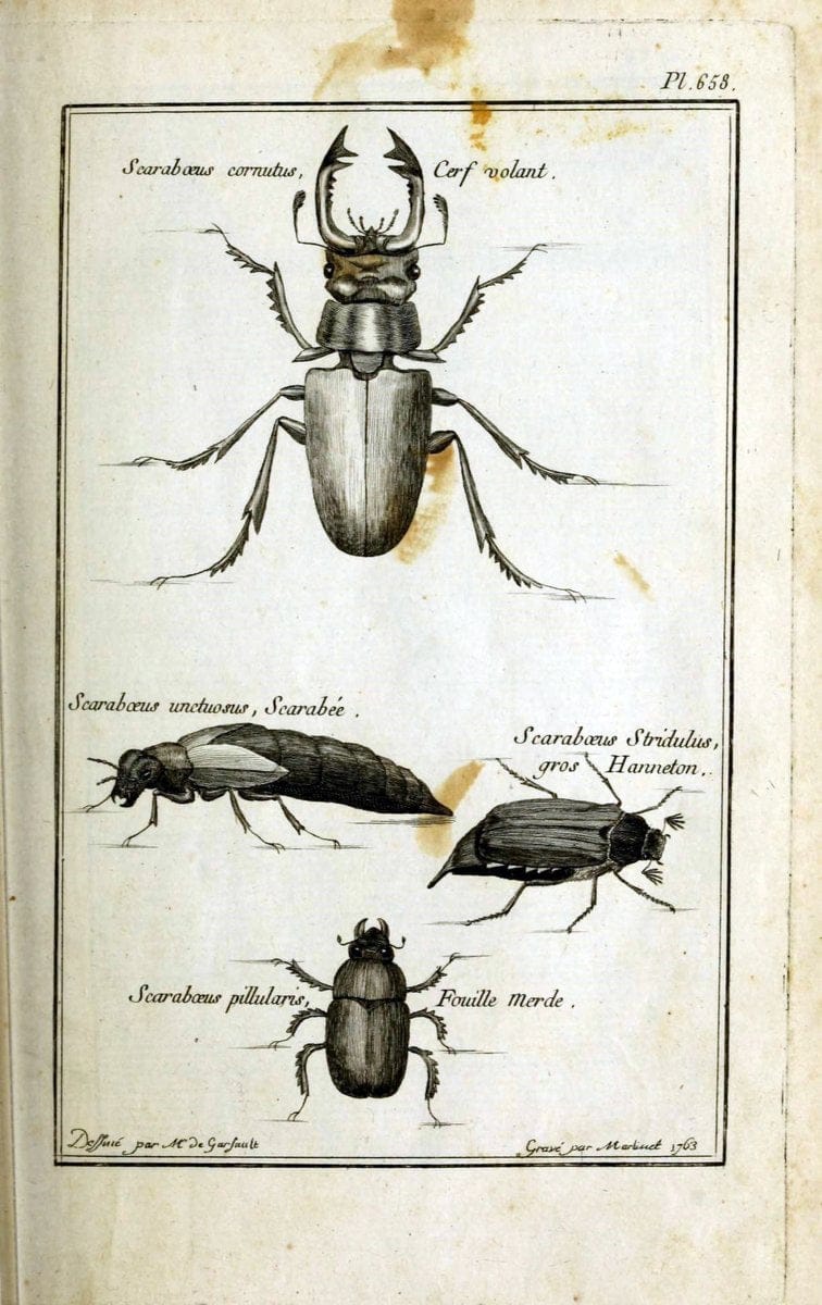 Description, vertus et usages de sept cents dix-neuf plantes :.Paris :P.F. Didot le jeun | France "Materia medica" "Medicinal plants" "Pictorial works" | Vintage Print Reproduction 468347