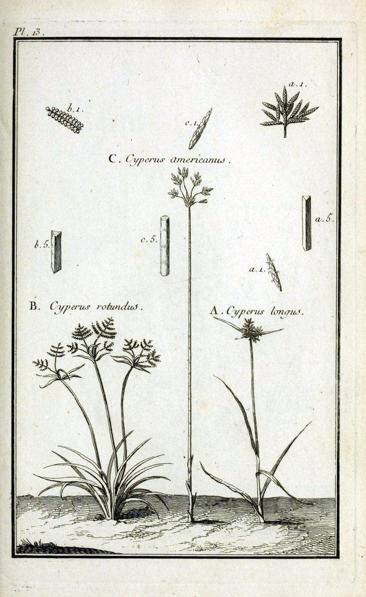 Description, vertus et usages de sept cents dix-neuf plantes :.Paris :P.F. Didot le jeun | France "Materia medica" "Medicinal plants" "Pictorial works" | Vintage Print Reproduction 468348
