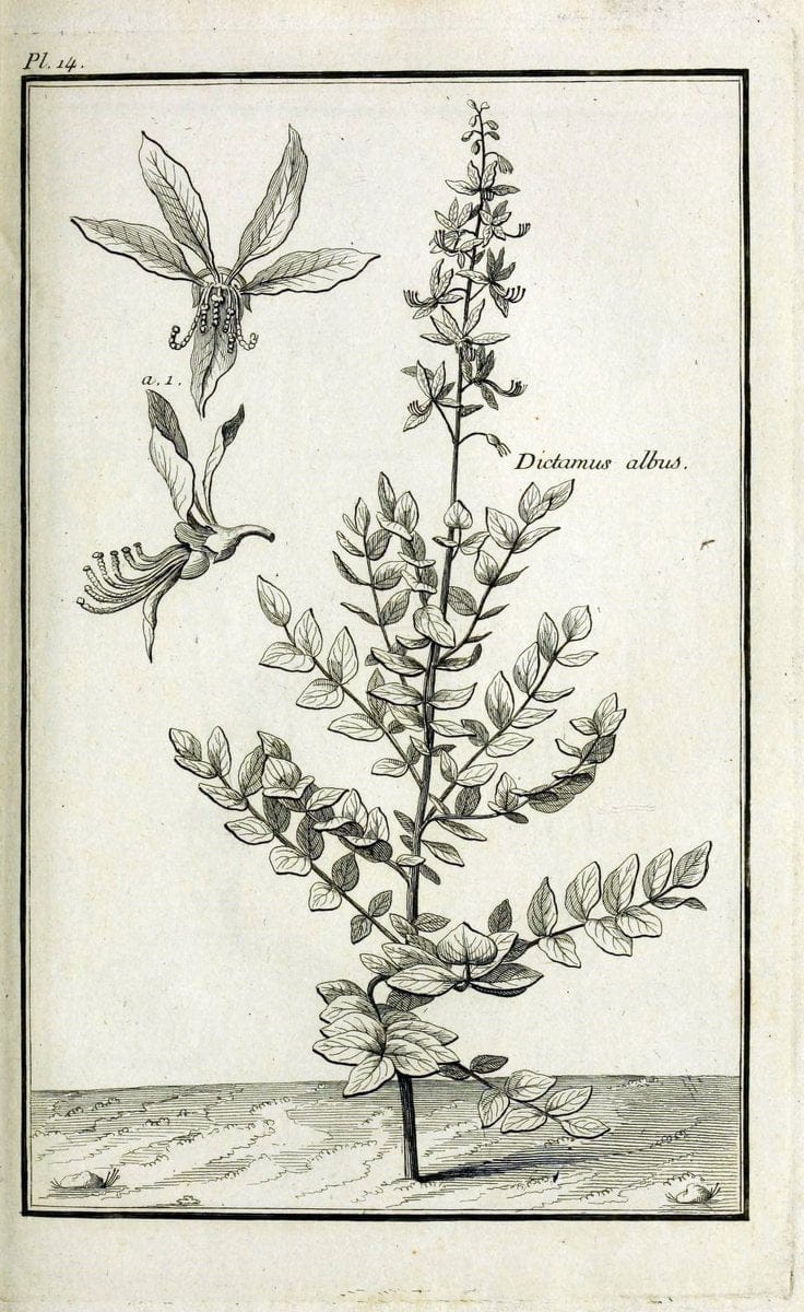 Description, vertus et usages de sept cents dix-neuf plantes :.Paris :P.F. Didot le jeun | France "Materia medica" "Medicinal plants" "Pictorial works" | Vintage Print Reproduction 468350