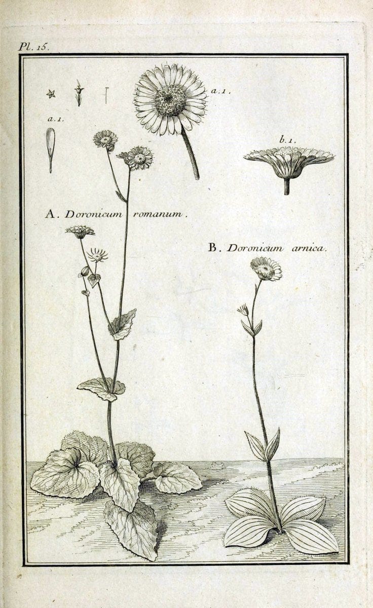 Description, vertus et usages de sept cents dix-neuf plantes :.Paris :P.F. Didot le jeun | France "Materia medica" "Medicinal plants" "Pictorial works" | Vintage Print Reproduction 468352