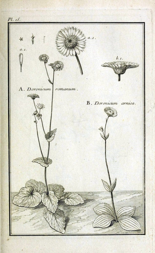 Description, vertus et usages de sept cents dix-neuf plantes :.Paris :P.F. Didot le jeun | France "Materia medica" "Medicinal plants" "Pictorial works" | Vintage Print Reproduction 468352