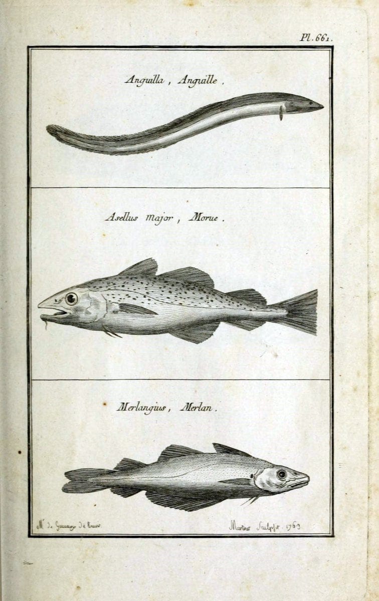 Description, vertus et usages de sept cents dix-neuf plantes :.Paris :P.F. Didot le jeun | France "Materia medica" "Medicinal plants" "Pictorial works" | Vintage Print Reproduction 468353