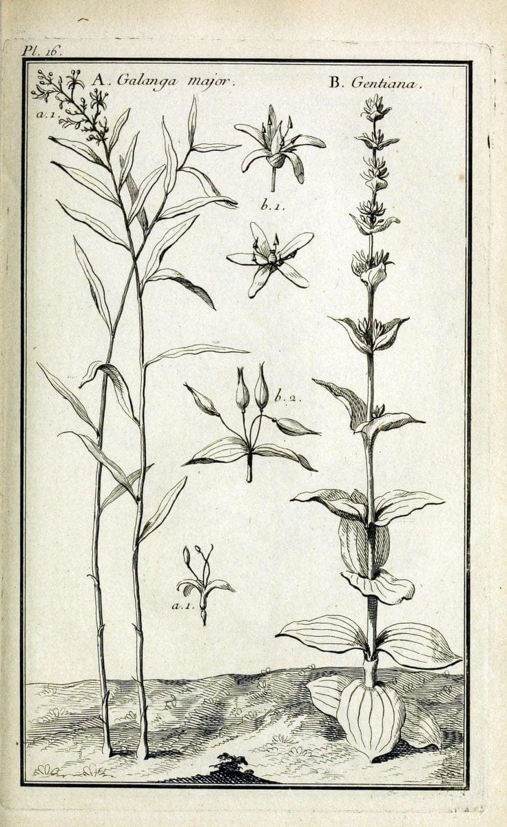 Description, vertus et usages de sept cents dix-neuf plantes :.Paris :P.F. Didot le jeun | France "Materia medica" "Medicinal plants" "Pictorial works" | Vintage Print Reproduction 468354