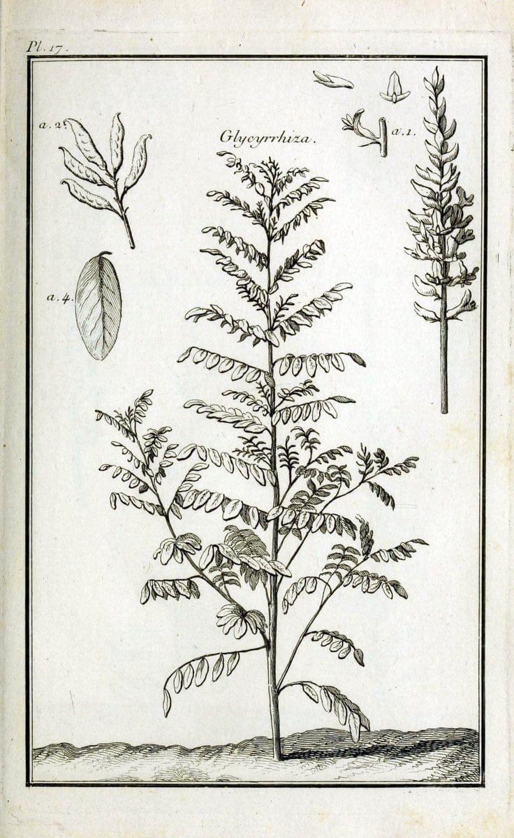 Description, vertus et usages de sept cents dix-neuf plantes :.Paris :P.F. Didot le jeun | France "Materia medica" "Medicinal plants" "Pictorial works" | Vintage Print Reproduction 468356