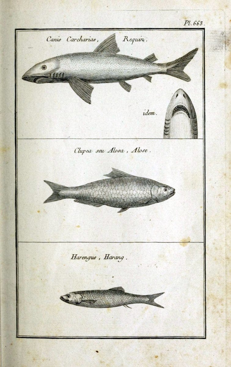 Description, vertus et usages de sept cents dix-neuf plantes :.Paris :P.F. Didot le jeun | France "Materia medica" "Medicinal plants" "Pictorial works" | Vintage Print Reproduction 468357