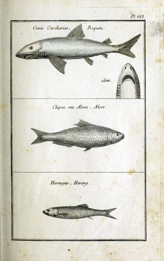 Description, vertus et usages de sept cents dix-neuf plantes :.Paris :P.F. Didot le jeun | France "Materia medica" "Medicinal plants" "Pictorial works" | Vintage Print Reproduction 468357