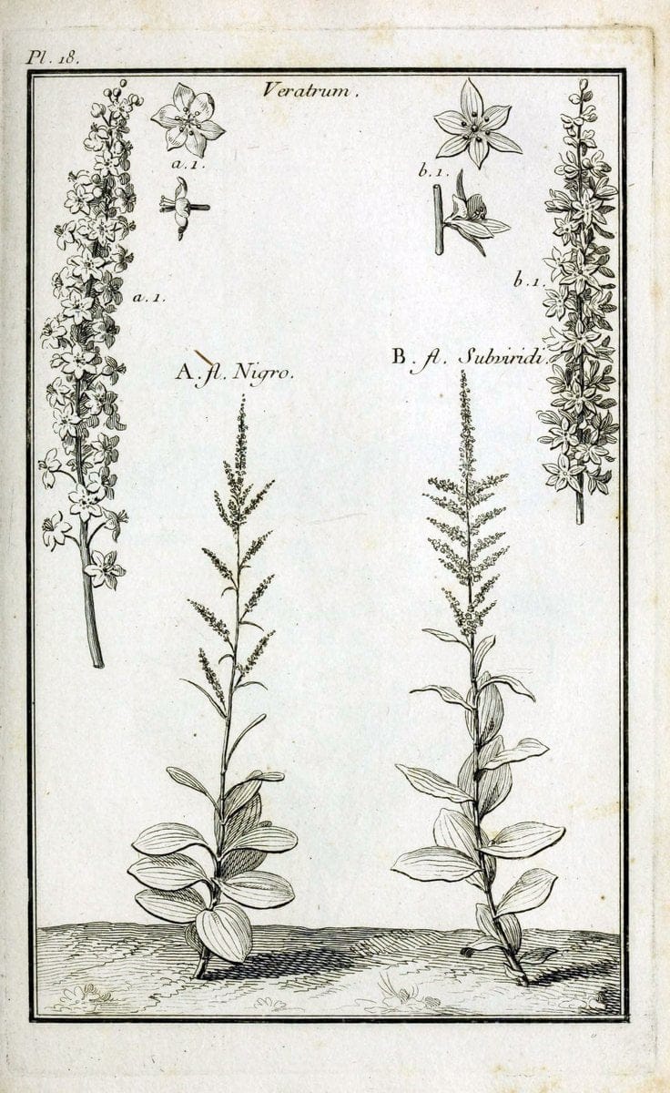 Description, vertus et usages de sept cents dix-neuf plantes :.Paris :P.F. Didot le jeun | France "Materia medica" "Medicinal plants" "Pictorial works" | Vintage Print Reproduction 468358