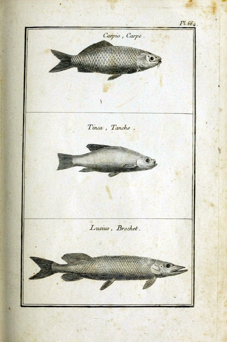 Description, vertus et usages de sept cents dix-neuf plantes :.Paris :P.F. Didot le jeun | France "Materia medica" "Medicinal plants" "Pictorial works" | Vintage Print Reproduction 468359