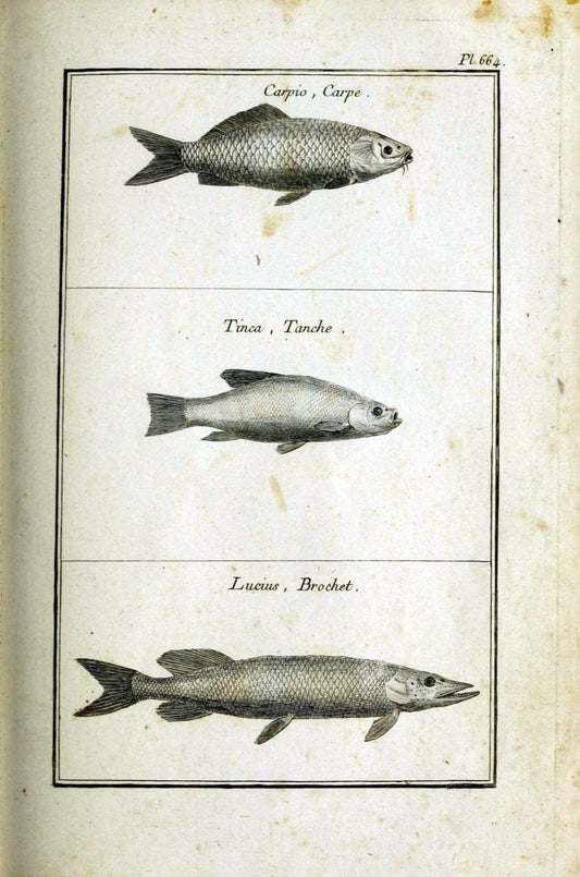 Description, vertus et usages de sept cents dix-neuf plantes :.Paris :P.F. Didot le jeun | France "Materia medica" "Medicinal plants" "Pictorial works" | Vintage Print Reproduction 468359