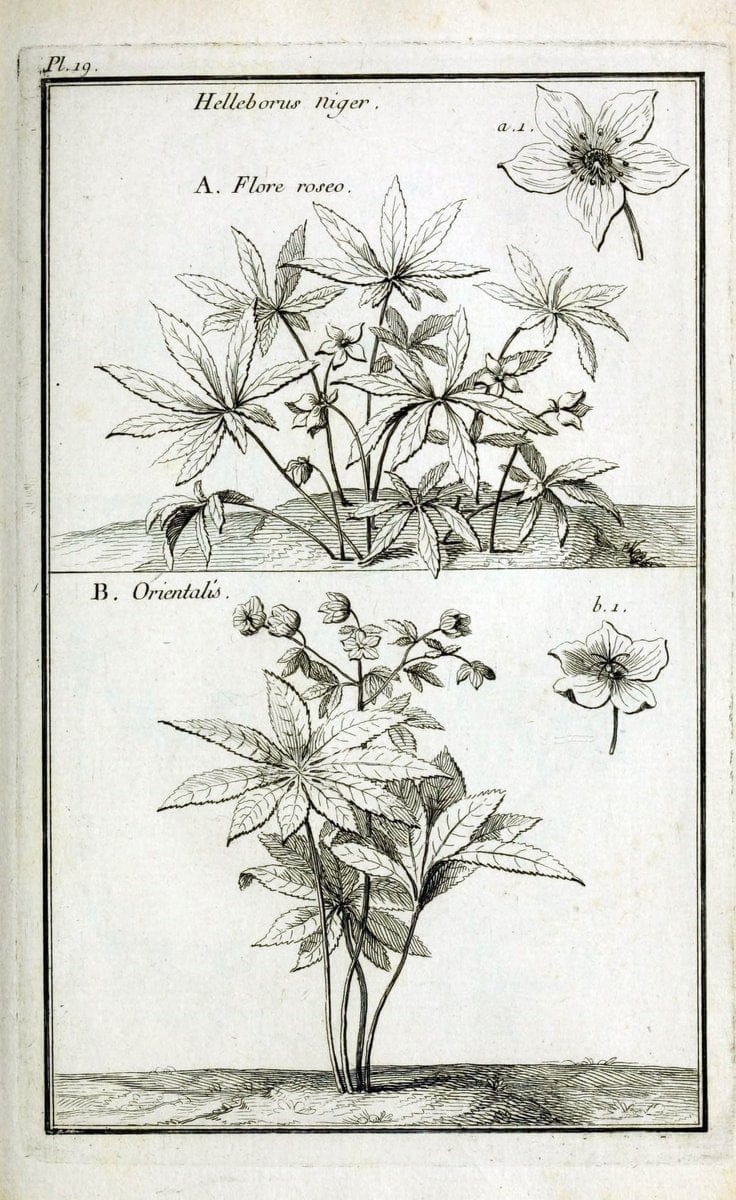Description, vertus et usages de sept cents dix-neuf plantes :.Paris :P.F. Didot le jeun | France "Materia medica" "Medicinal plants" "Pictorial works" | Vintage Print Reproduction 468360