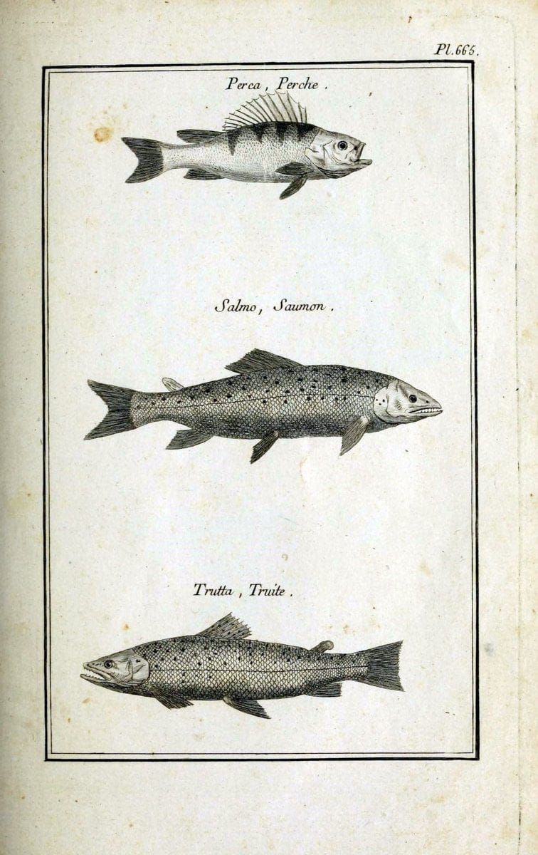 Description, vertus et usages de sept cents dix-neuf plantes :.Paris :P.F. Didot le jeun | France "Materia medica" "Medicinal plants" "Pictorial works" | Vintage Print Reproduction 468361