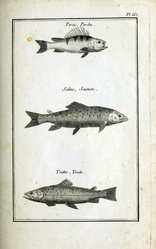 Description, vertus et usages de sept cents dix-neuf plantes :.Paris :P.F. Didot le jeun | France "Materia medica" "Medicinal plants" "Pictorial works" | Vintage Print Reproduction 468361