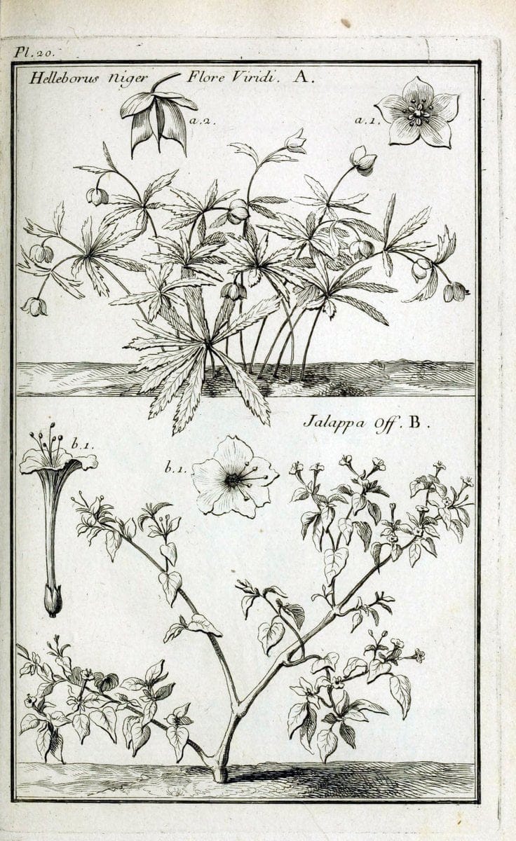 Description, vertus et usages de sept cents dix-neuf plantes :.Paris :P.F. Didot le jeun | France "Materia medica" "Medicinal plants" "Pictorial works" | Vintage Print Reproduction 468362