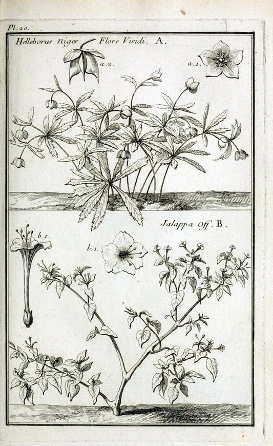 Description, vertus et usages de sept cents dix-neuf plantes :.Paris :P.F. Didot le jeun | France "Materia medica" "Medicinal plants" "Pictorial works" | Vintage Print Reproduction 468362