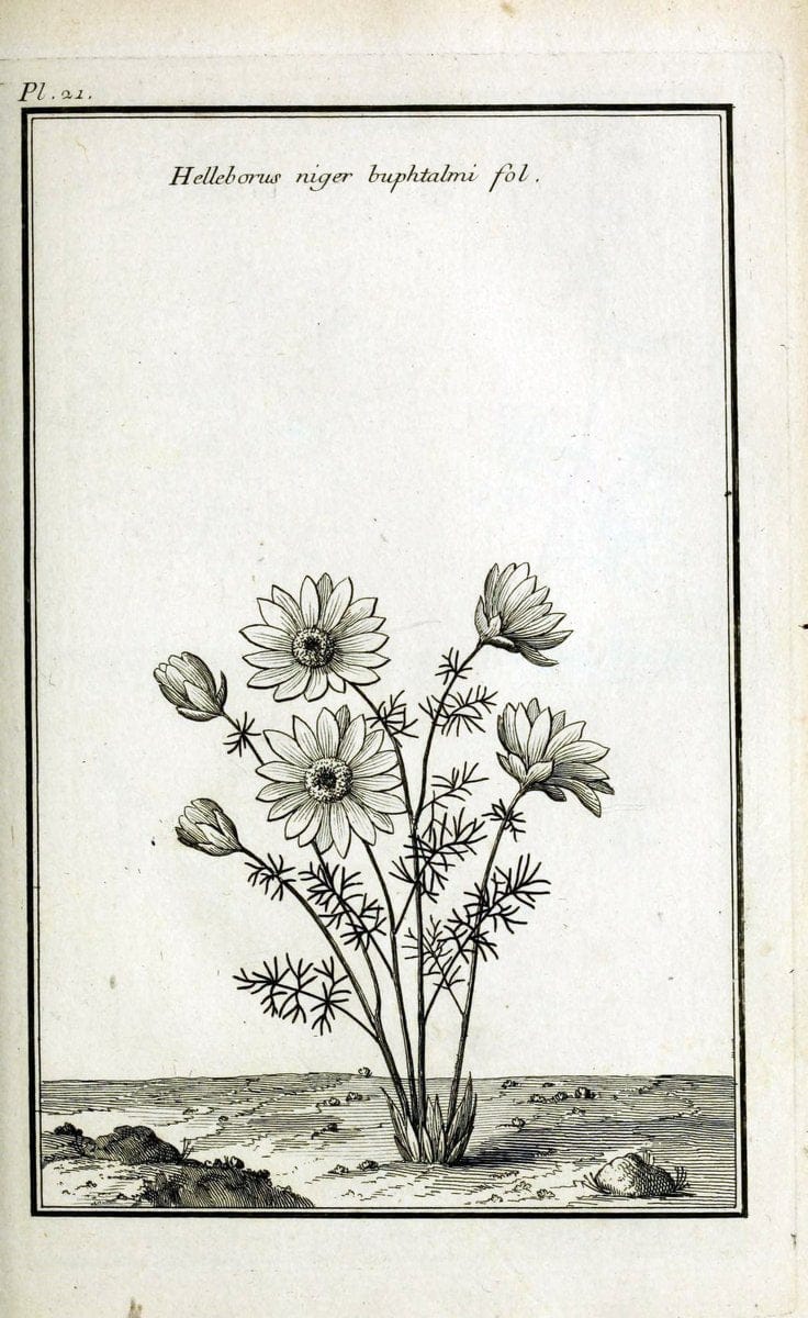 Description, vertus et usages de sept cents dix-neuf plantes :.Paris :P.F. Didot le jeun | France "Materia medica" "Medicinal plants" "Pictorial works" | Vintage Print Reproduction 468364