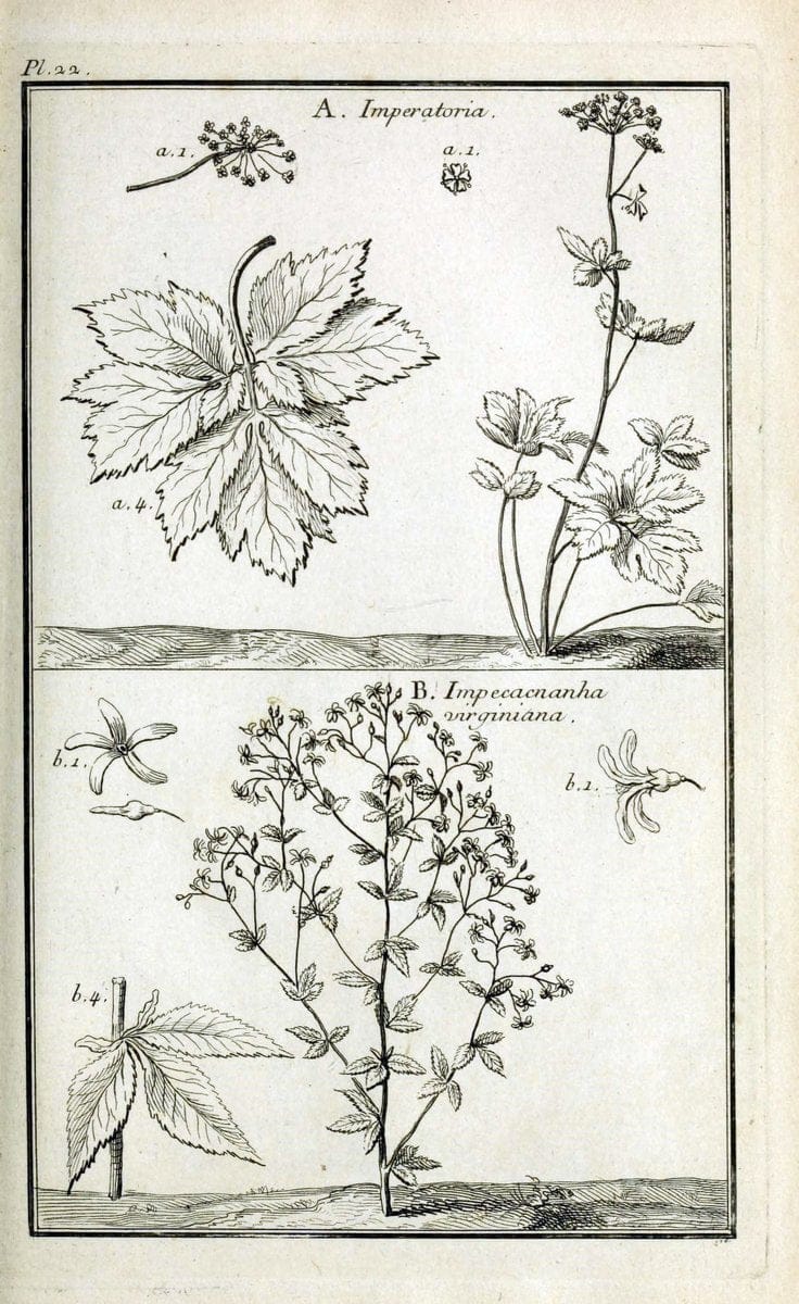 Description, vertus et usages de sept cents dix-neuf plantes :.Paris :P.F. Didot le jeun | France "Materia medica" "Medicinal plants" "Pictorial works" | Vintage Print Reproduction 468366
