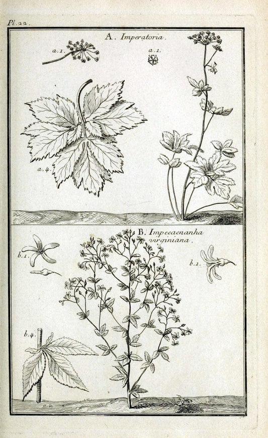 Description, vertus et usages de sept cents dix-neuf plantes :.Paris :P.F. Didot le jeun | France "Materia medica" "Medicinal plants" "Pictorial works" | Vintage Print Reproduction 468366