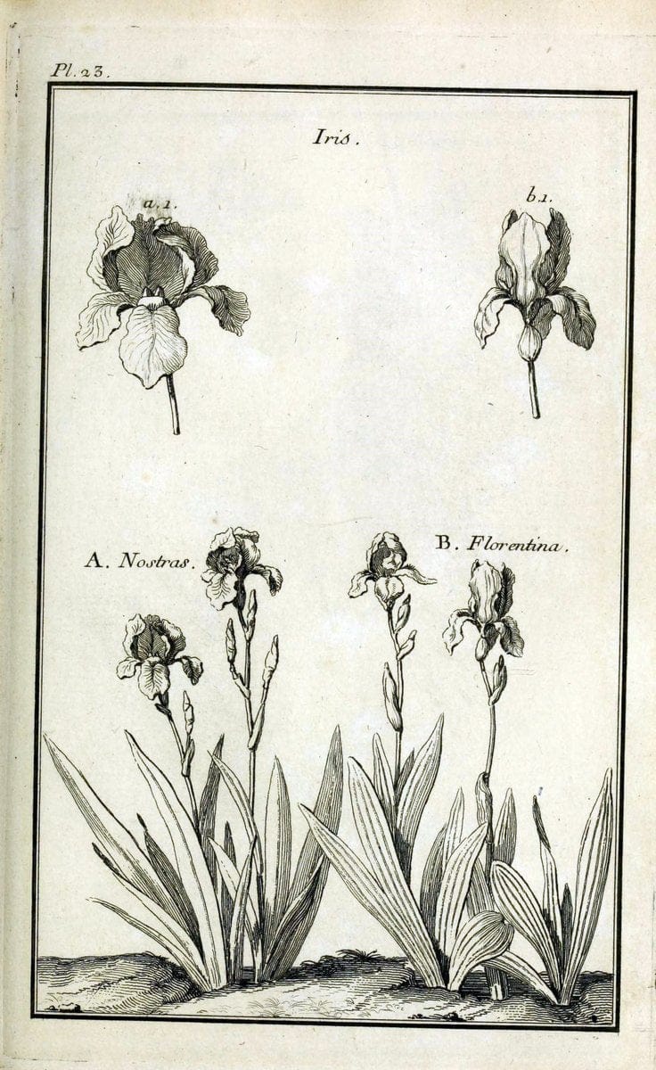 Description, vertus et usages de sept cents dix-neuf plantes :.Paris :P.F. Didot le jeun | France "Materia medica" "Medicinal plants" "Pictorial works" | Vintage Print Reproduction 468368