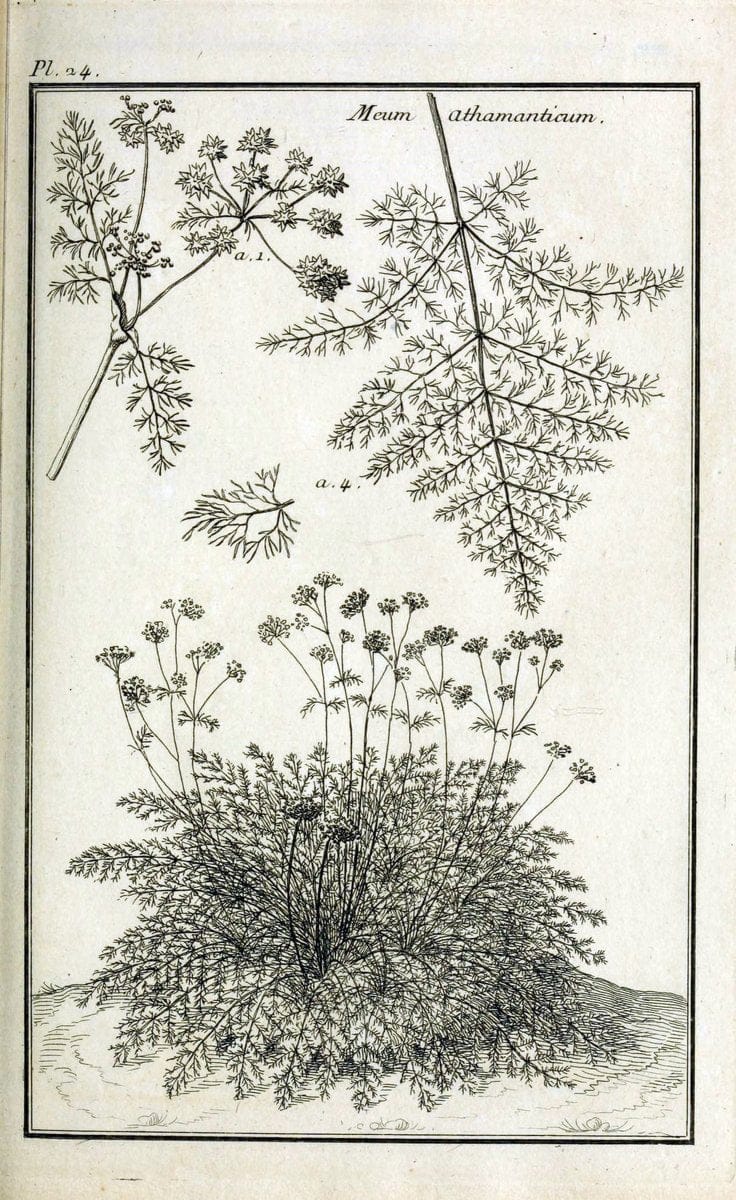 Description, vertus et usages de sept cents dix-neuf plantes :.Paris :P.F. Didot le jeun | France "Materia medica" "Medicinal plants" "Pictorial works" | Vintage Print Reproduction 468370