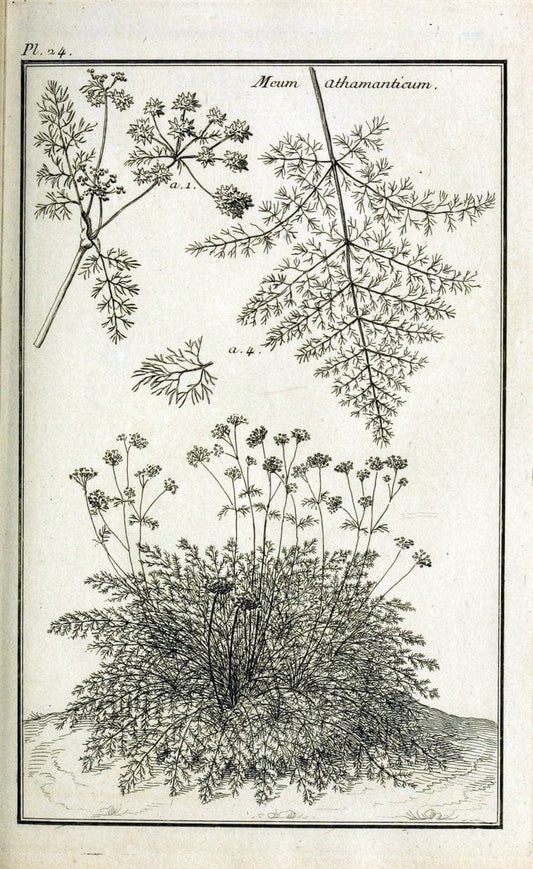 Description, vertus et usages de sept cents dix-neuf plantes :.Paris :P.F. Didot le jeun | France "Materia medica" "Medicinal plants" "Pictorial works" | Vintage Print Reproduction 468370