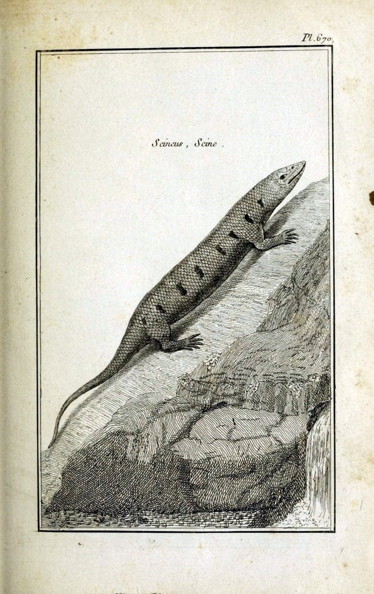 Description, vertus et usages de sept cents dix-neuf plantes :.Paris :P.F. Didot le jeun | France "Materia medica" "Medicinal plants" "Pictorial works" | Vintage Print Reproduction 468371