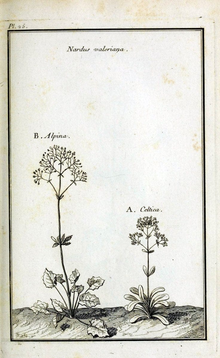 Description, vertus et usages de sept cents dix-neuf plantes :.Paris :P.F. Didot le jeun | France "Materia medica" "Medicinal plants" "Pictorial works" | Vintage Print Reproduction 468372