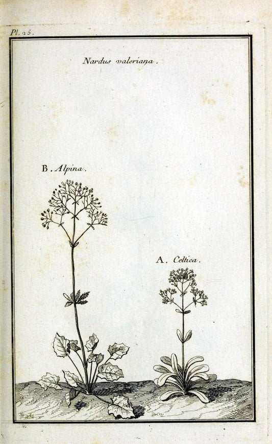 Description, vertus et usages de sept cents dix-neuf plantes :.Paris :P.F. Didot le jeun | France "Materia medica" "Medicinal plants" "Pictorial works" | Vintage Print Reproduction 468372