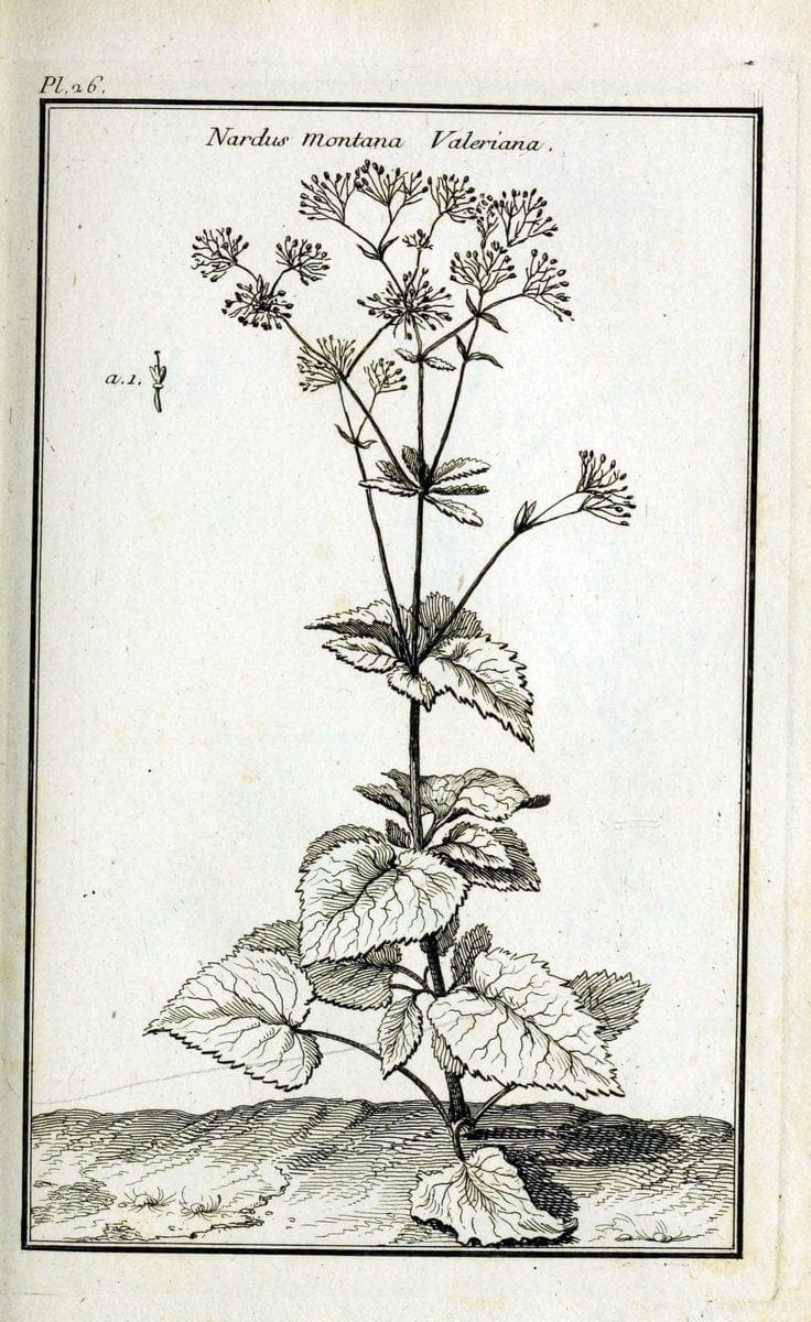 Description, vertus et usages de sept cents dix-neuf plantes :.Paris :P.F. Didot le jeun | France "Materia medica" "Medicinal plants" "Pictorial works" | Vintage Print Reproduction 468374