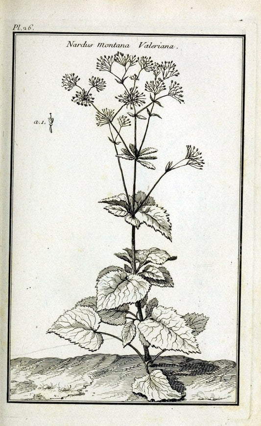 Description, vertus et usages de sept cents dix-neuf plantes :.Paris :P.F. Didot le jeun | France "Materia medica" "Medicinal plants" "Pictorial works" | Vintage Print Reproduction 468374