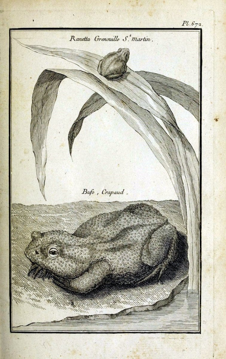 Description, vertus et usages de sept cents dix-neuf plantes :.Paris :P.F. Didot le jeun | France "Materia medica" "Medicinal plants" "Pictorial works" | Vintage Print Reproduction 468375