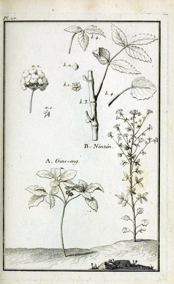 Description, vertus et usages de sept cents dix-neuf plantes :.Paris :P.F. Didot le jeun | France "Materia medica" "Medicinal plants" "Pictorial works" | Vintage Print Reproduction 468376