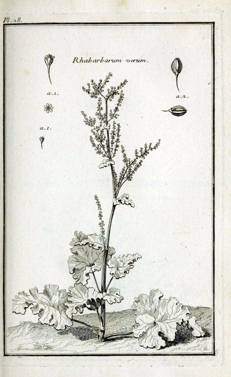 Description, vertus et usages de sept cents dix-neuf plantes :.Paris :P.F. Didot le jeun | France "Materia medica" "Medicinal plants" "Pictorial works" | Vintage Print Reproduction 468378