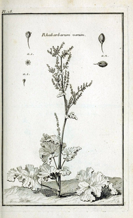 Description, vertus et usages de sept cents dix-neuf plantes :.Paris :P.F. Didot le jeun | France "Materia medica" "Medicinal plants" "Pictorial works" | Vintage Print Reproduction 468378