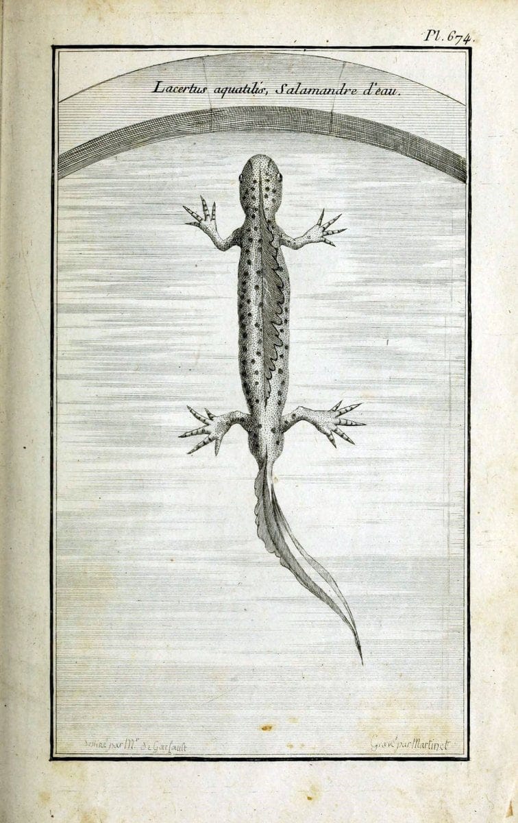 Description, vertus et usages de sept cents dix-neuf plantes :.Paris :P.F. Didot le jeun | France "Materia medica" "Medicinal plants" "Pictorial works" | Vintage Print Reproduction 468379