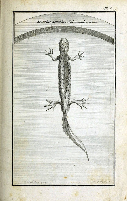 Description, vertus et usages de sept cents dix-neuf plantes :.Paris :P.F. Didot le jeun | France "Materia medica" "Medicinal plants" "Pictorial works" | Vintage Print Reproduction 468379