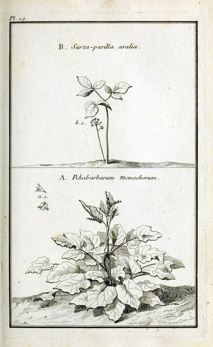 Description, vertus et usages de sept cents dix-neuf plantes :.Paris :P.F. Didot le jeun | France "Materia medica" "Medicinal plants" "Pictorial works" | Vintage Print Reproduction 468380