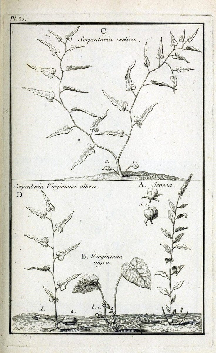 Description, vertus et usages de sept cents dix-neuf plantes :.Paris :P.F. Didot le jeun | France "Materia medica" "Medicinal plants" "Pictorial works" | Vintage Print Reproduction 468382
