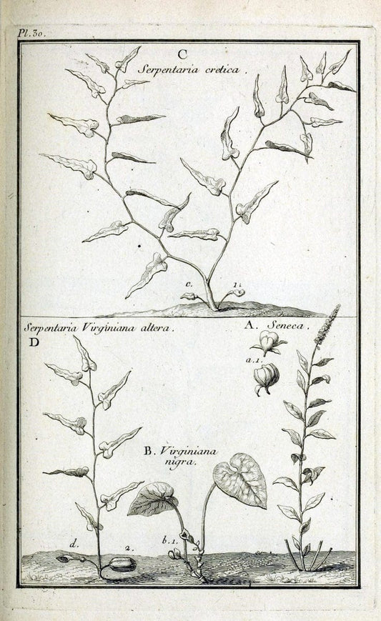 Description, vertus et usages de sept cents dix-neuf plantes :.Paris :P.F. Didot le jeun | France "Materia medica" "Medicinal plants" "Pictorial works" | Vintage Print Reproduction 468382