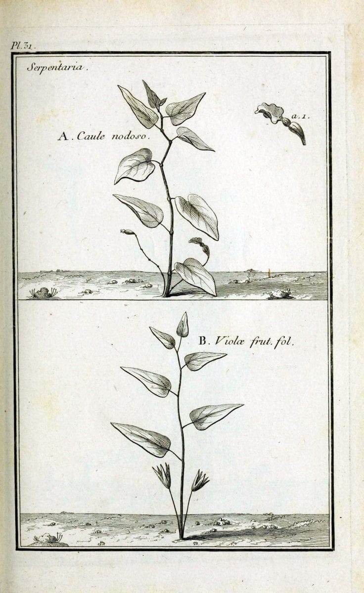 Description, vertus et usages de sept cents dix-neuf plantes :.Paris :P.F. Didot le jeun | France "Materia medica" "Medicinal plants" "Pictorial works" | Vintage Print Reproduction 468384