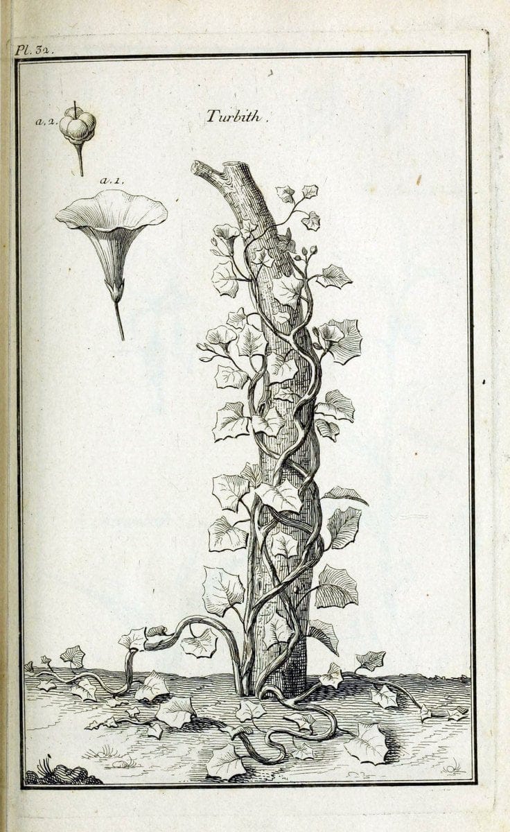 Description, vertus et usages de sept cents dix-neuf plantes :.Paris :P.F. Didot le jeun | France "Materia medica" "Medicinal plants" "Pictorial works" | Vintage Print Reproduction 468386