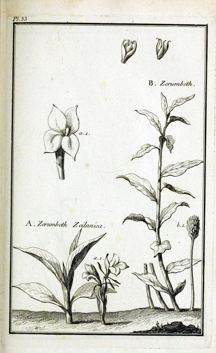 Description, vertus et usages de sept cents dix-neuf plantes :.Paris :P.F. Didot le jeun | France "Materia medica" "Medicinal plants" "Pictorial works" | Vintage Print Reproduction 468388