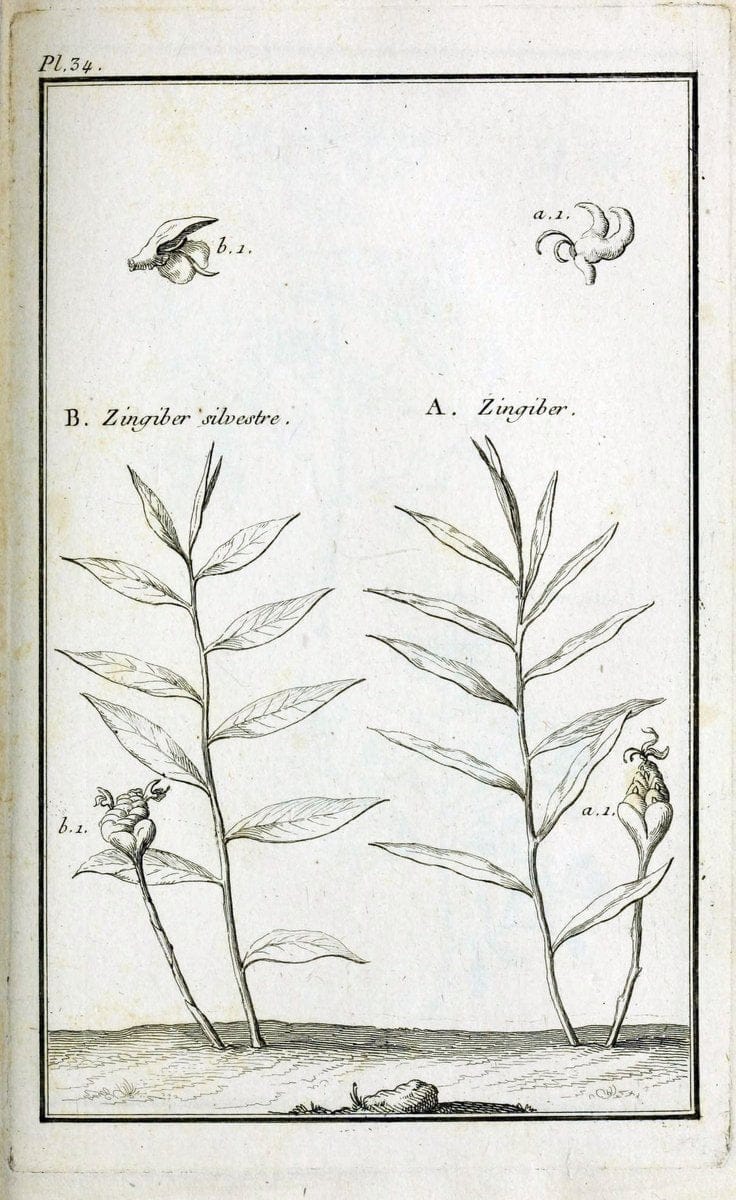 Description, vertus et usages de sept cents dix-neuf plantes :.Paris :P.F. Didot le jeun | France "Materia medica" "Medicinal plants" "Pictorial works" | Vintage Print Reproduction 468390