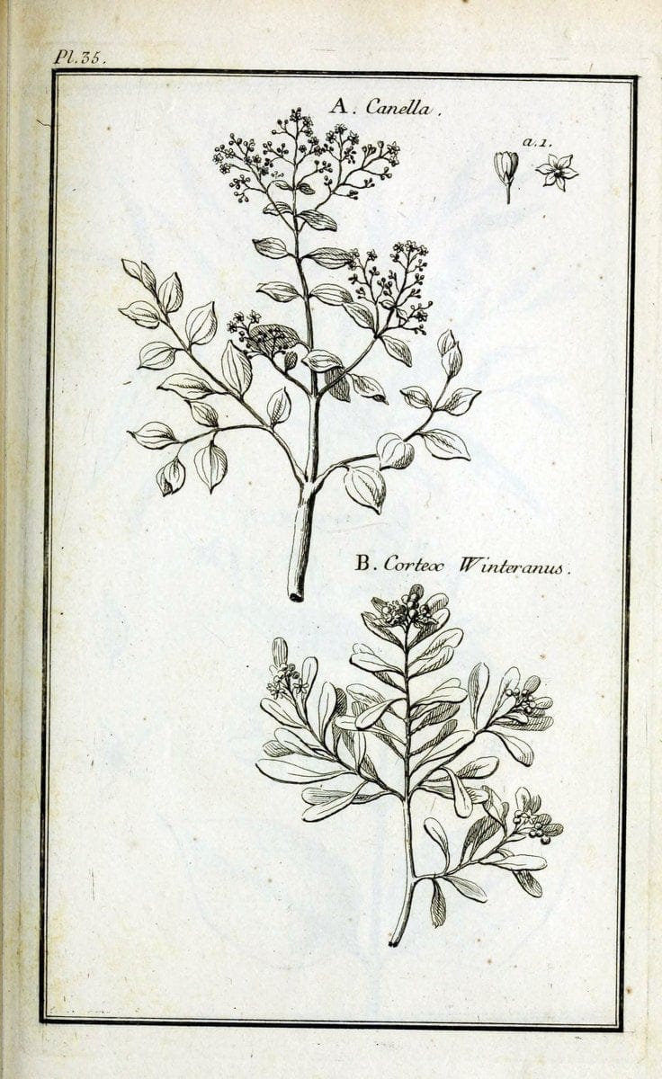 Description, vertus et usages de sept cents dix-neuf plantes :.Paris :P.F. Didot le jeun | France "Materia medica" "Medicinal plants" "Pictorial works" | Vintage Print Reproduction 468392