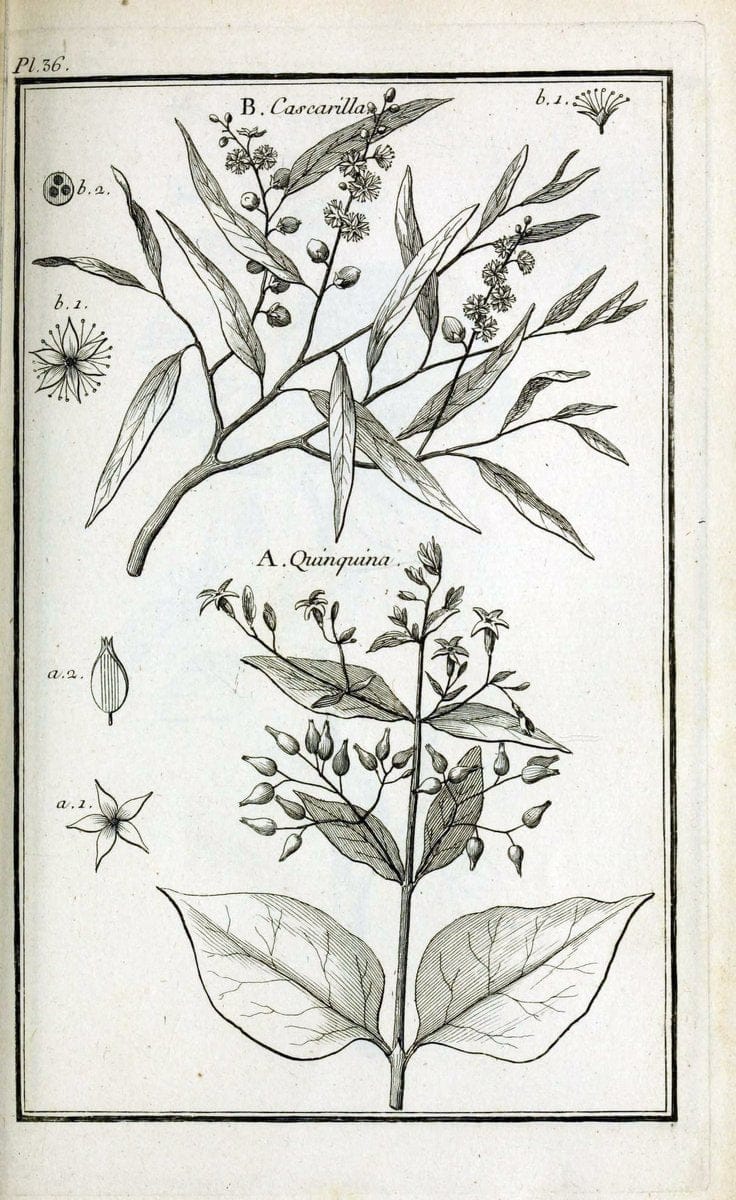 Description, vertus et usages de sept cents dix-neuf plantes :.Paris :P.F. Didot le jeun | France "Materia medica" "Medicinal plants" "Pictorial works" | Vintage Print Reproduction 468394
