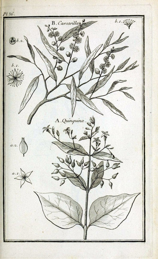 Description, vertus et usages de sept cents dix-neuf plantes :.Paris :P.F. Didot le jeun | France "Materia medica" "Medicinal plants" "Pictorial works" | Vintage Print Reproduction 468394