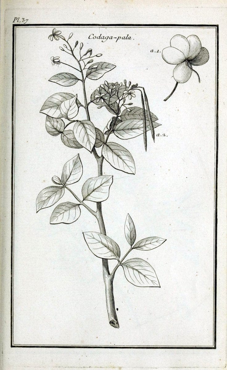 Description, vertus et usages de sept cents dix-neuf plantes :.Paris :P.F. Didot le jeun | France "Materia medica" "Medicinal plants" "Pictorial works" | Vintage Print Reproduction 468396